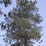 Torrey Pines State Reserve